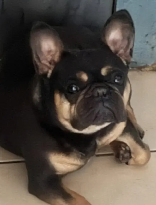 Sara