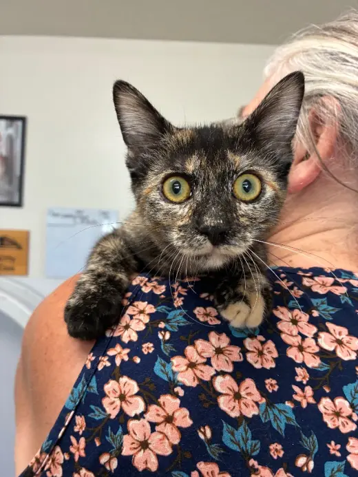 Kitten - Rose