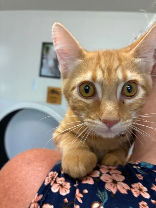 Kitten - Copper