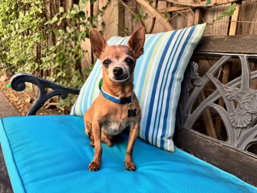 Buddy Boy