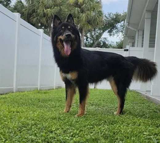MILO