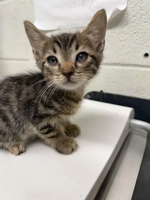 RUFUS