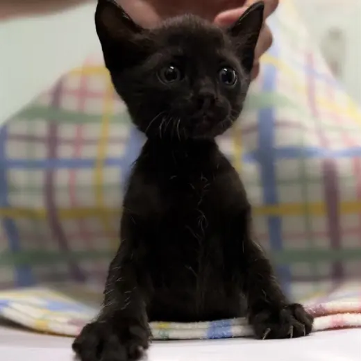 ELLA