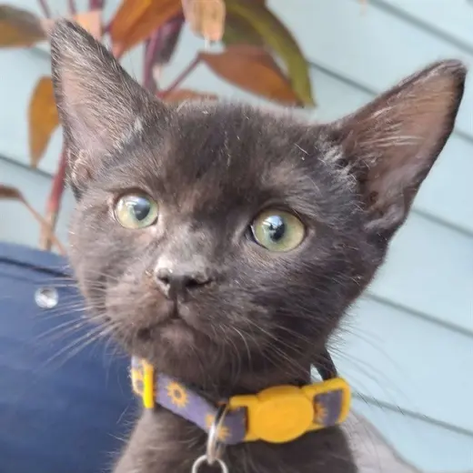 GARRUS