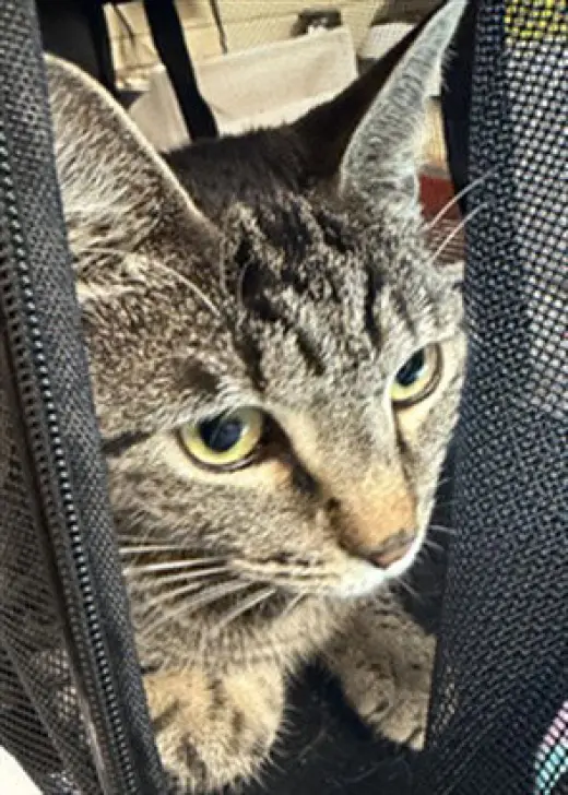 NACHO