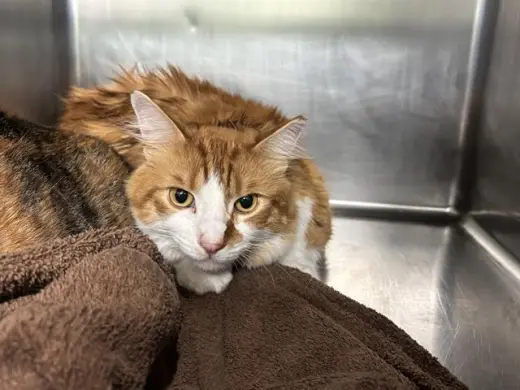 GARFIELD