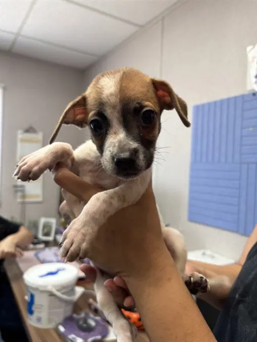 WISHBONE
