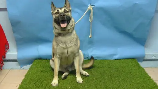 AXEL