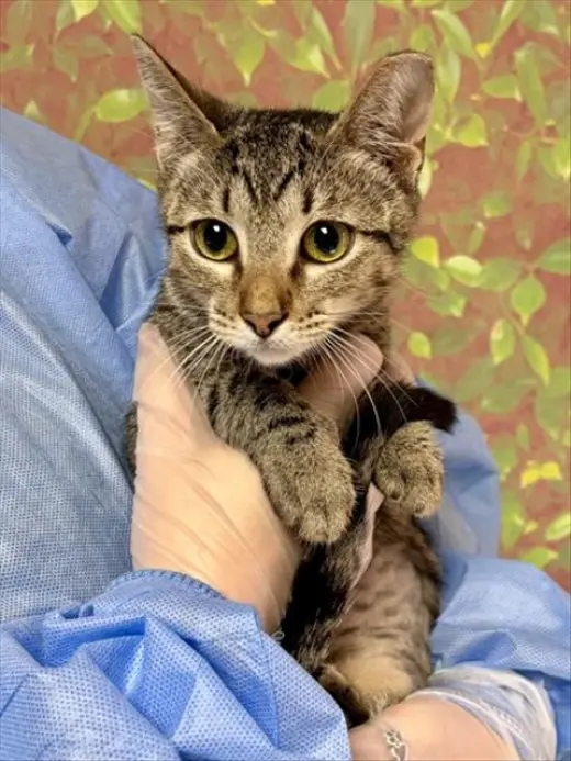 SABRINA