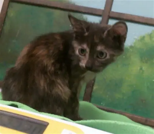 UMBREON