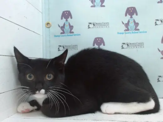 OREO