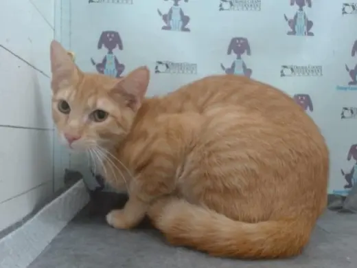GARFIELD