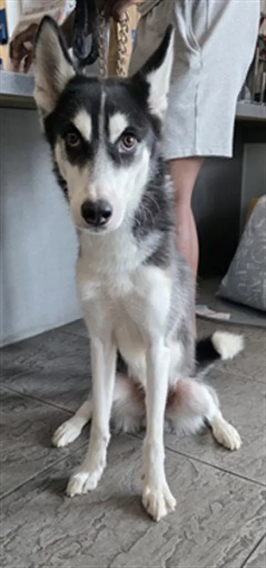 BRUNO