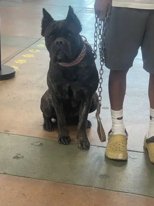MATILDA