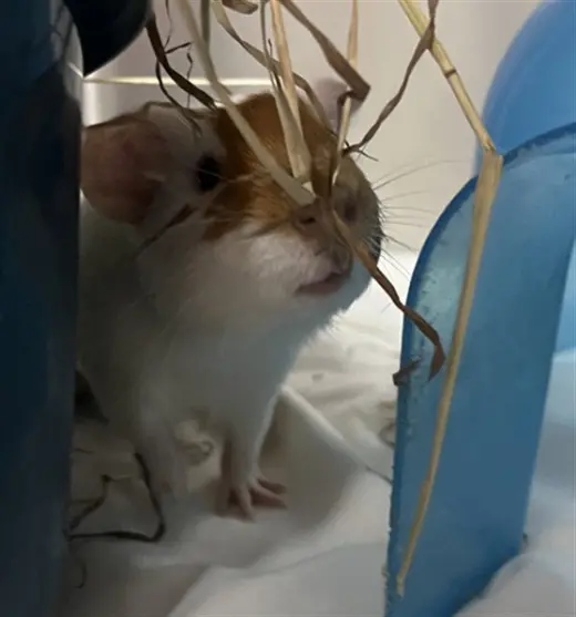 TATER TOT