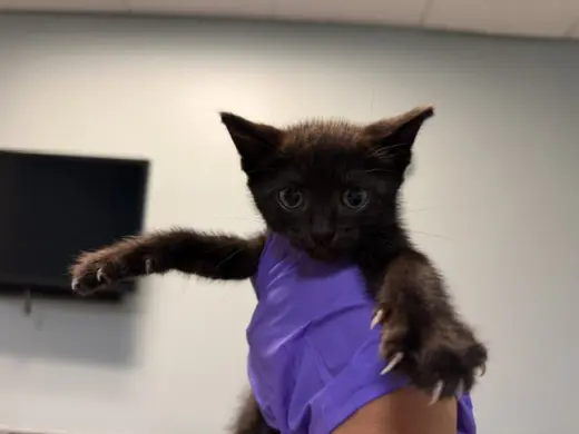 LUNA