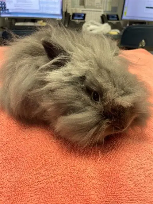 DUST BUNNY