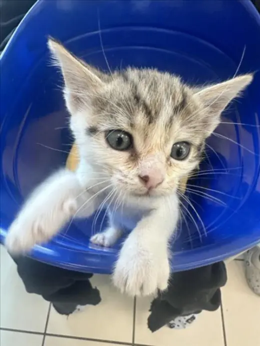 *SMOL