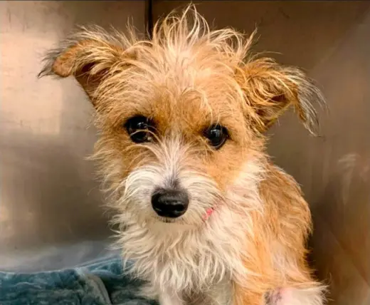 Tuli - Foster or Adopt Me!