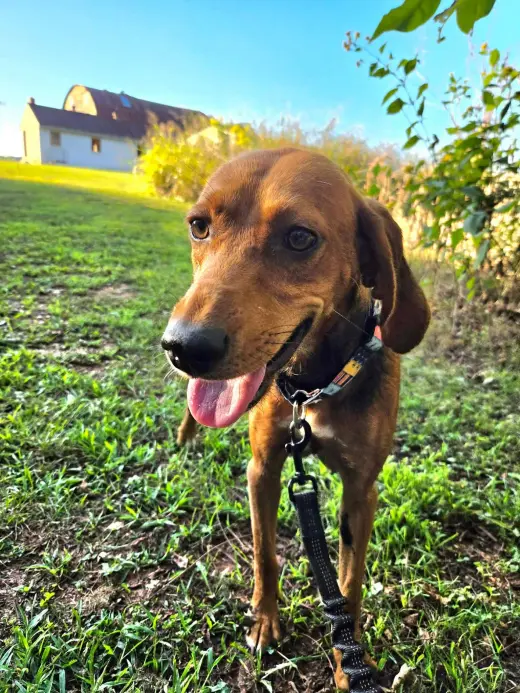 Leah - At shelter