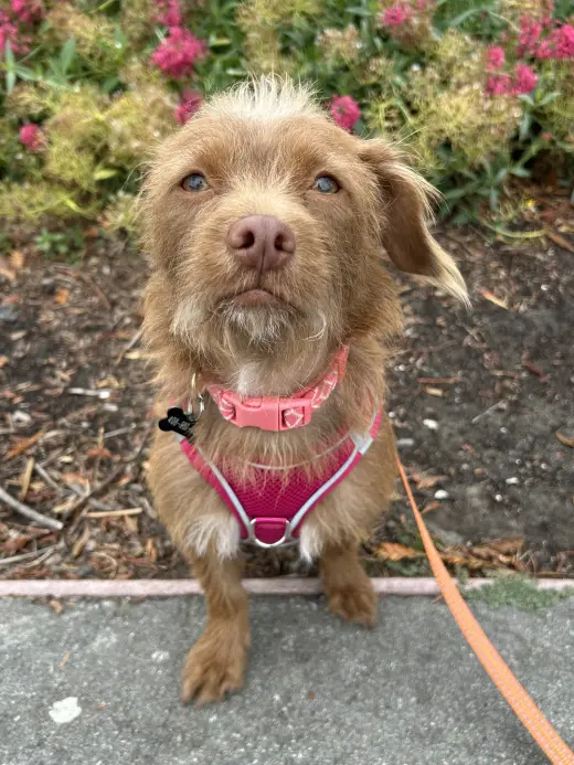 Niffty