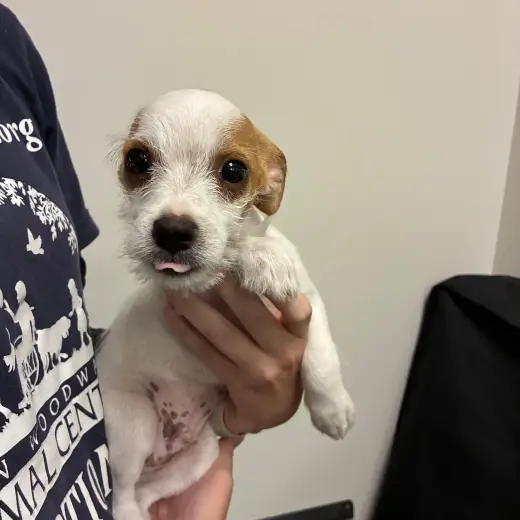 Louie