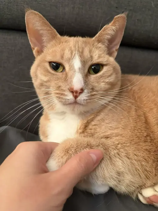 RouRou (Courtesy Post)