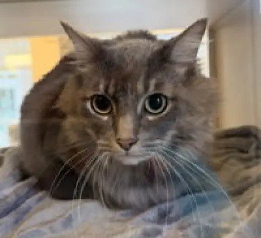 Gilbert