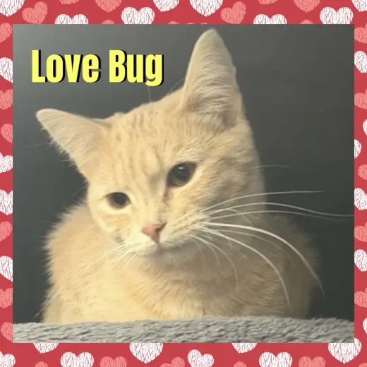 Love Bug