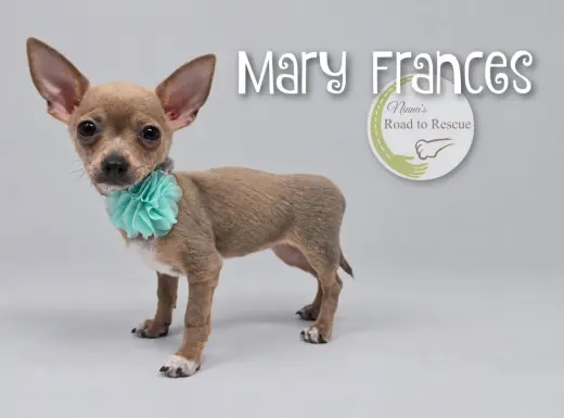 Mary Frances
