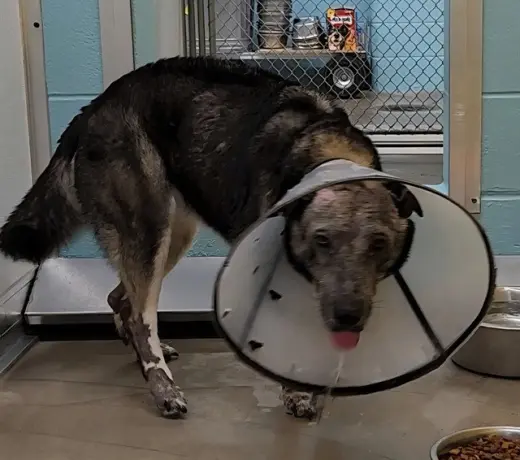 KODA