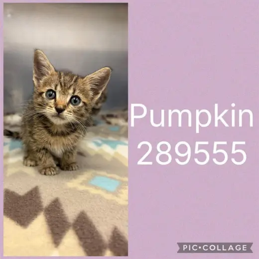 PUMPKIN