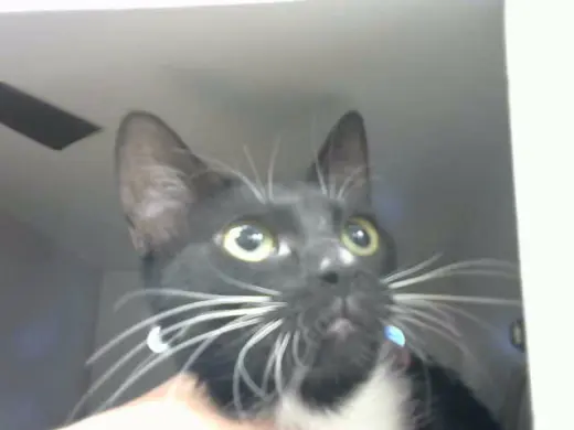 KIKI