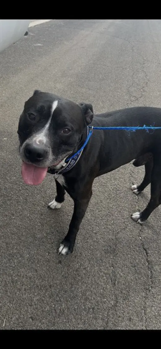 TYSON