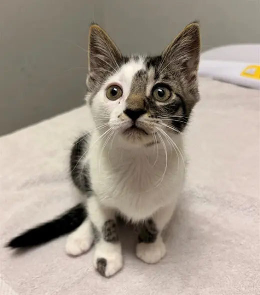 MARSHMALLOW