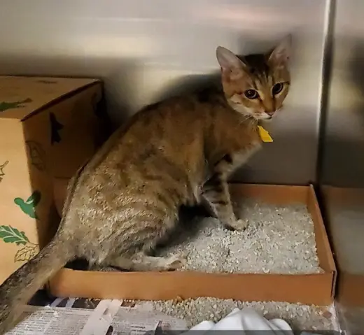 DORITO