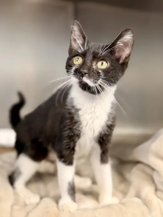 Dali