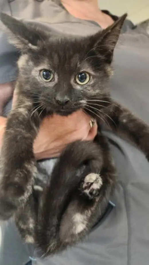 Darla