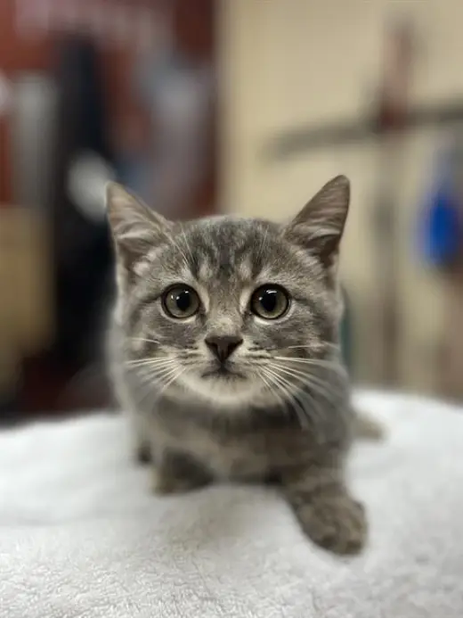 TABITHA