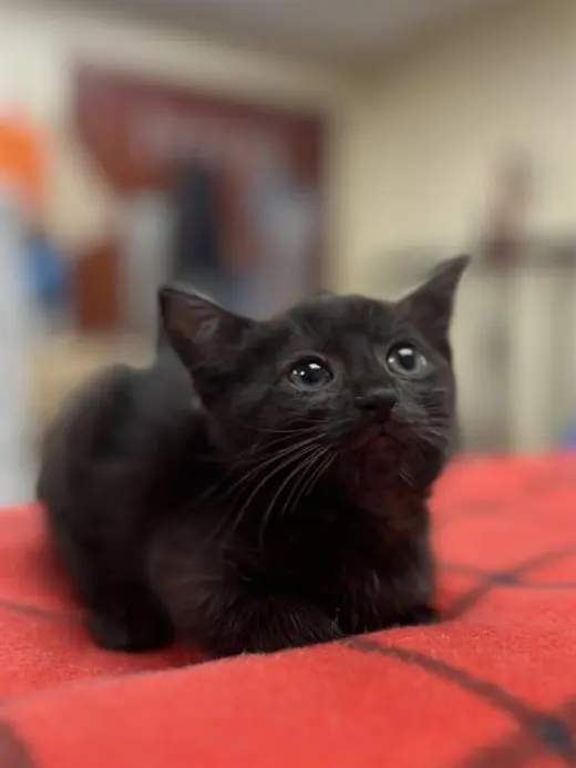 ONYX