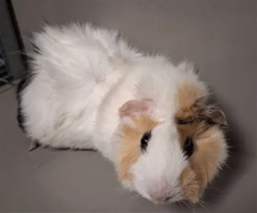 WINNIE