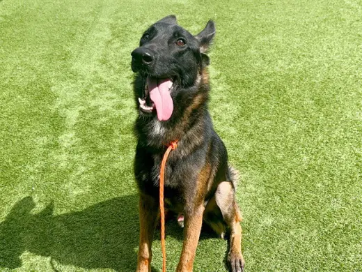 BALOO