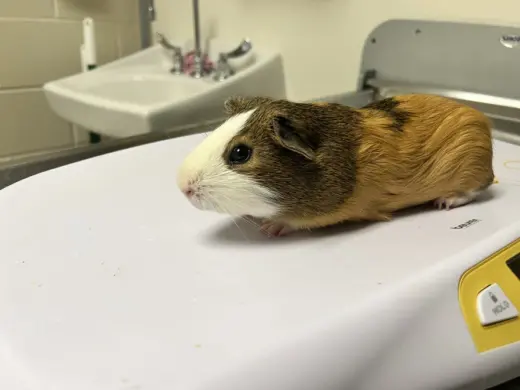 TWIX