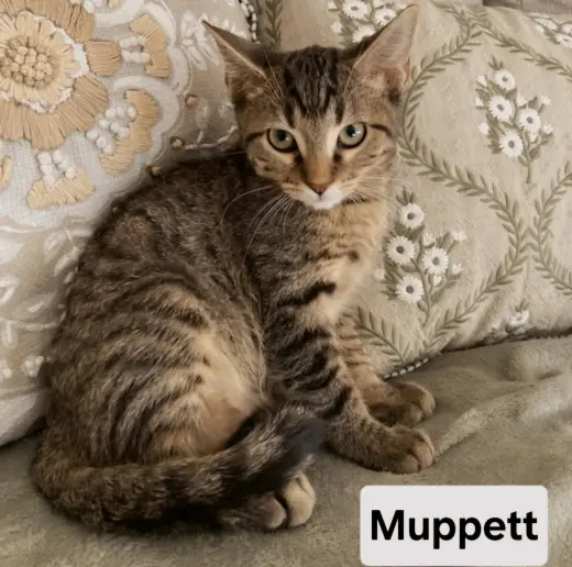KITTEN MUPPET