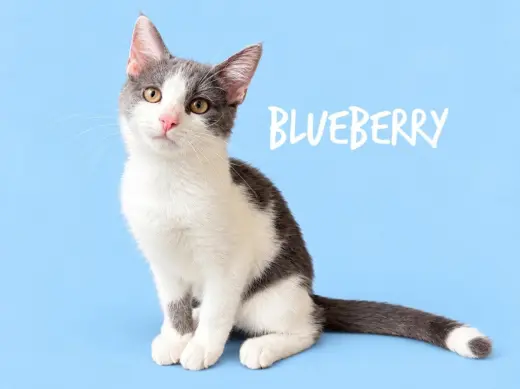 Blueberry (Courtesy Post)
