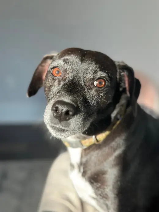 Jack (Courtesy Post)