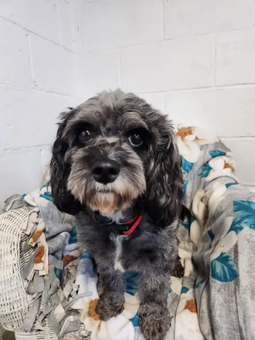 Jada ( cavapoo)