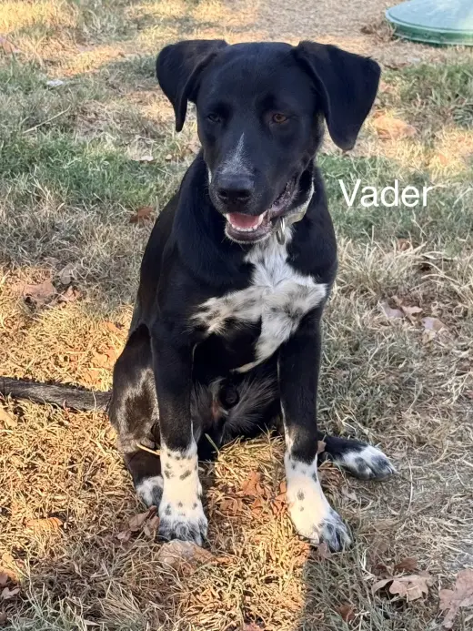 Vader Dot