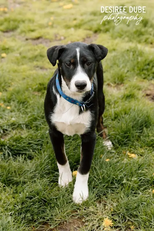 Joey Puppy