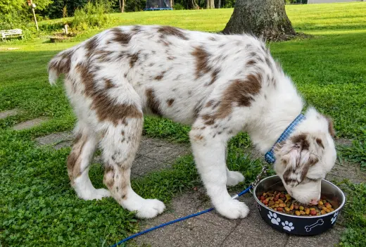 Geralt Puppy